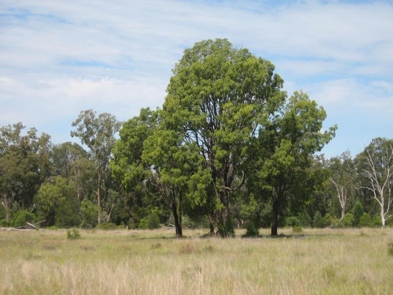 372 Old Cameby Road, Miles QLD 4415