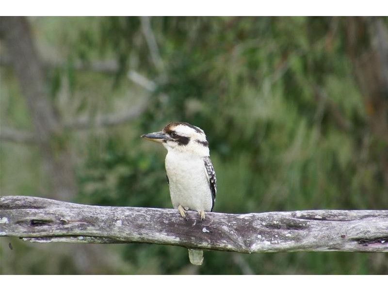 94 Marion Settlement Road, Ilbilbie QLD 4738