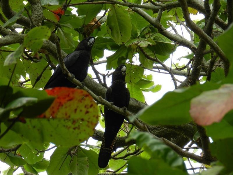 97 Westcott Avenue, Campwin Beach QLD 4737