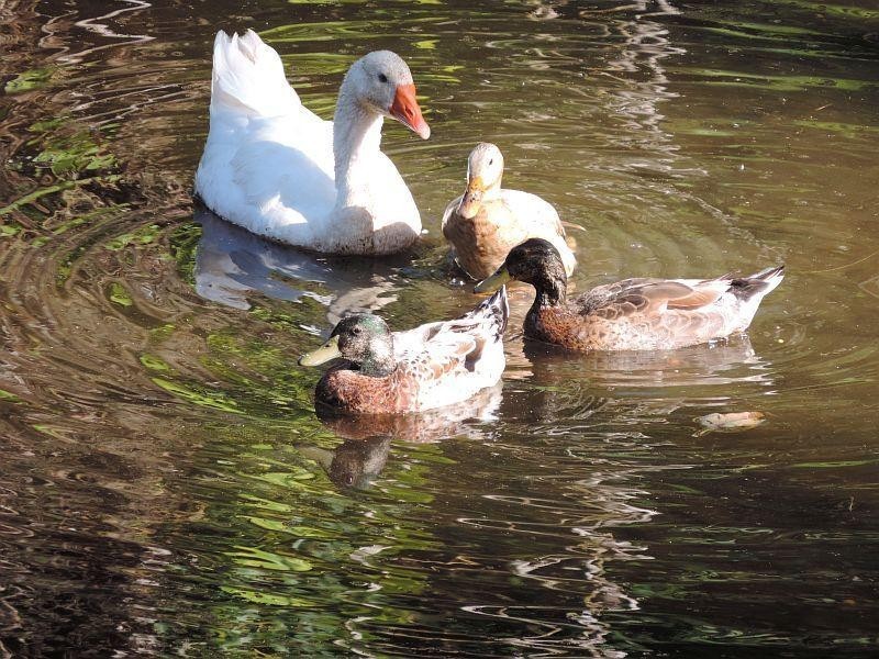 290 Middle Creek Road, Sarina QLD 4737