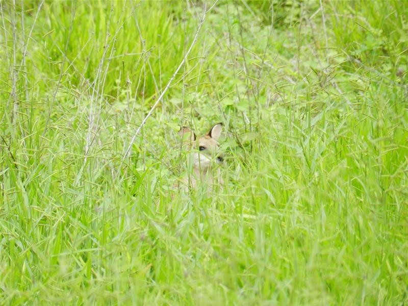 98 Lawrie Road, Sarina Range QLD 4737