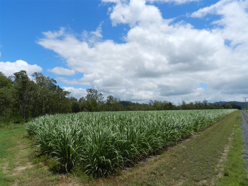 294 Pinevale Road, Mirani QLD 4754