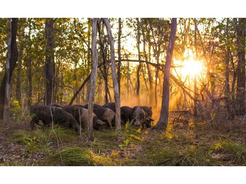 524 St Lawrence Connection Road, St Lawrence QLD 4707