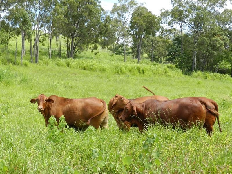 687 Grasstree Road, Grasstree Beach QLD 4740