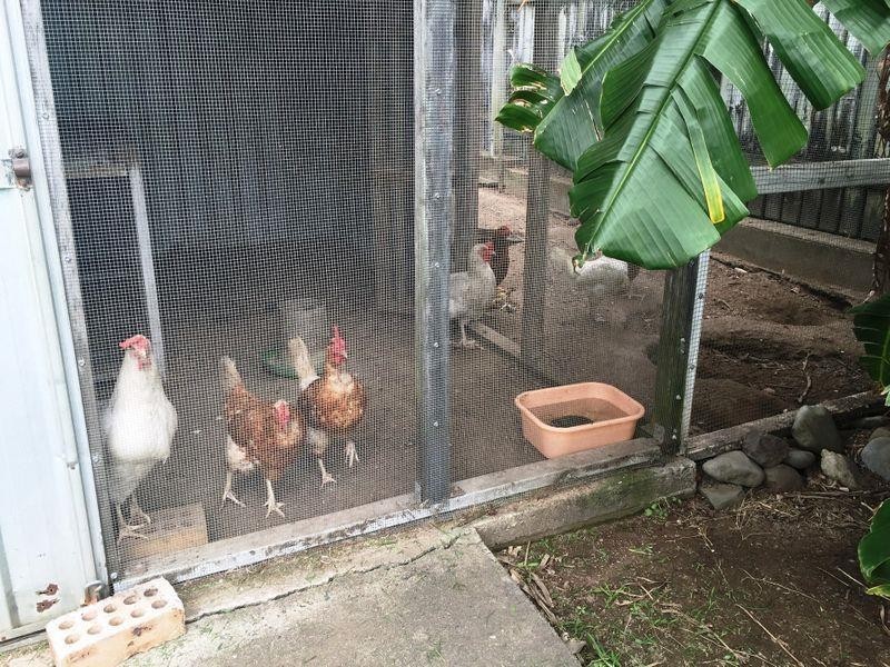 41 Windsor Drive, Hay Point QLD 4740