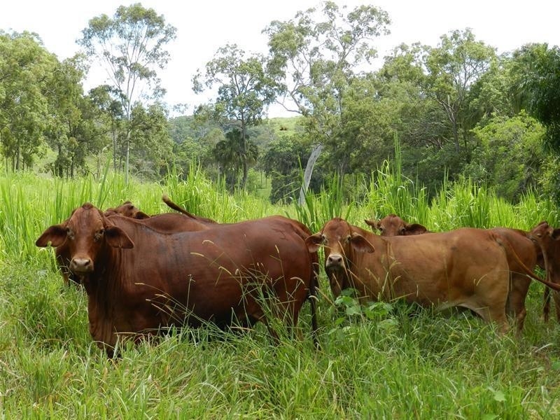 687 Grasstree Road, Grasstree Beach QLD 4740