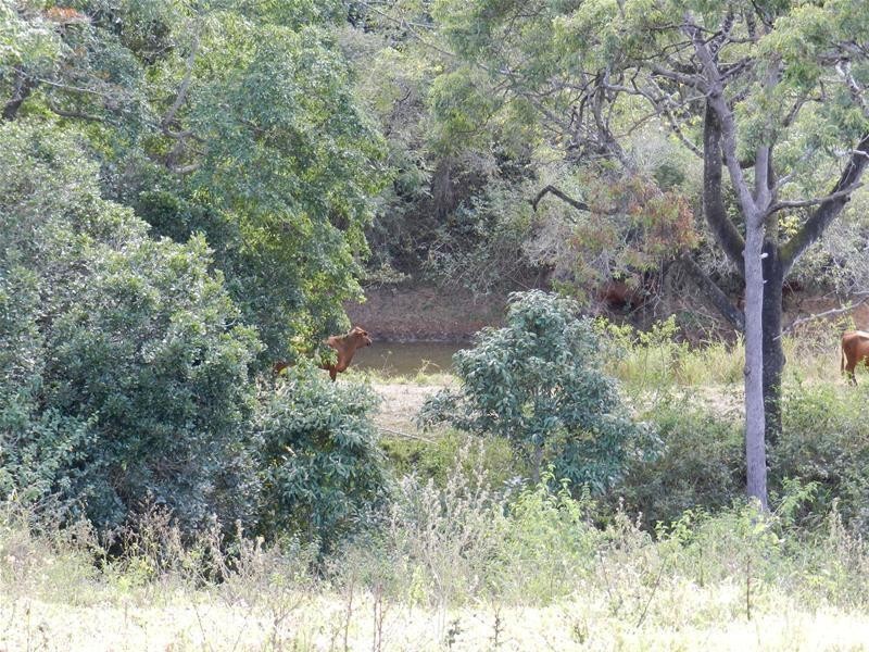 655 Middle Creek Road, Sarina QLD 4737