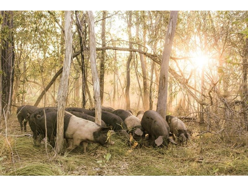 524 St Lawrence Connection Road, St Lawrence QLD 4707