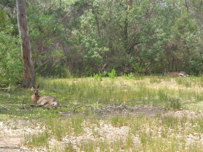 6 Sanctuary Road, Loch Sport VIC 3851