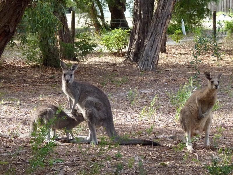 38 Thriptomene Street, Loch Sport VIC 3851