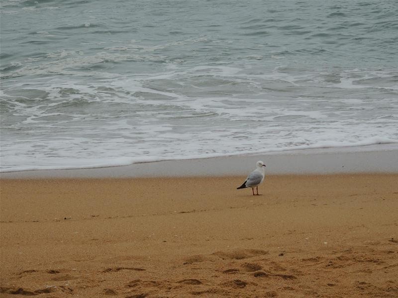 15 Track 10, Loch Sport VIC 3851