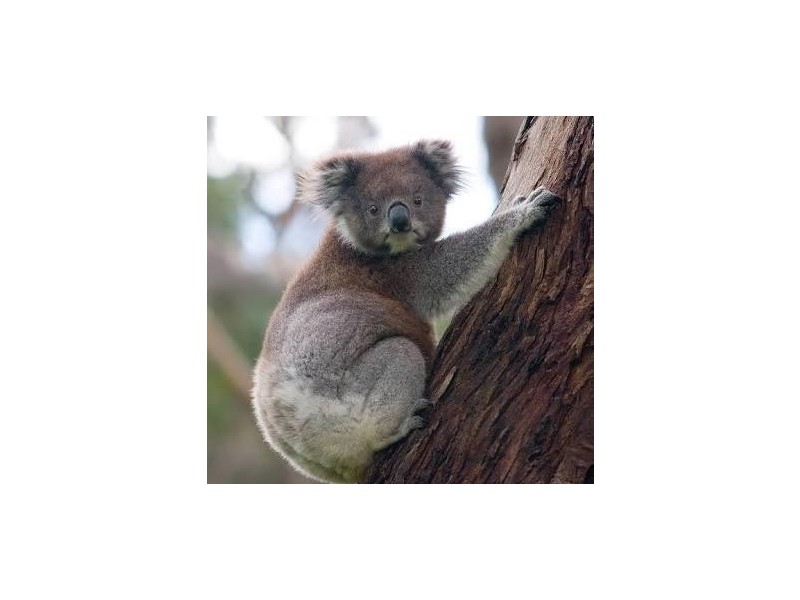 25 Bernadette Avenue, Loch Sport VIC 3851