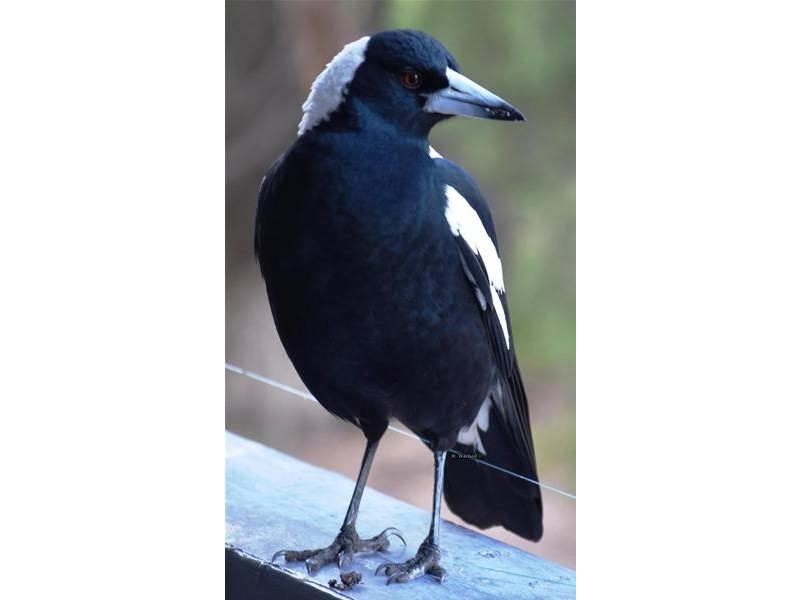 25 Bernadette Avenue, Loch Sport VIC 3851