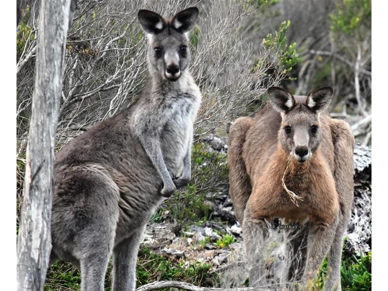 25 Bernadette Avenue, Loch Sport VIC 3851