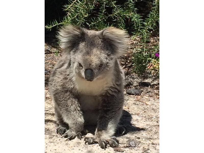 57 White Crescent, Loch Sport VIC 3851