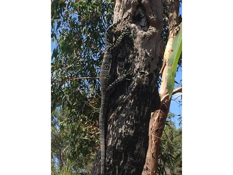 120 Cochranes Road, Seaspray VIC 3851