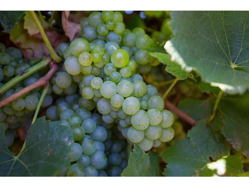 344 Bernarra Road, Dareton NSW 2717