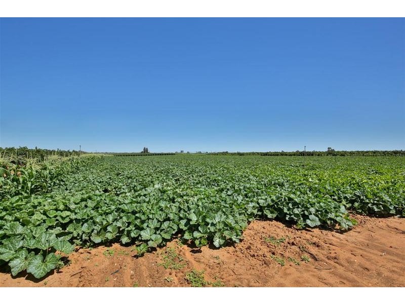 344 Bernarra Road, Dareton NSW 2717