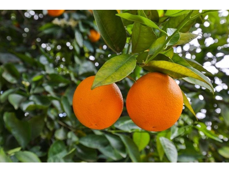 92 & 93 Gordon Avenue, Colignan VIC 3494