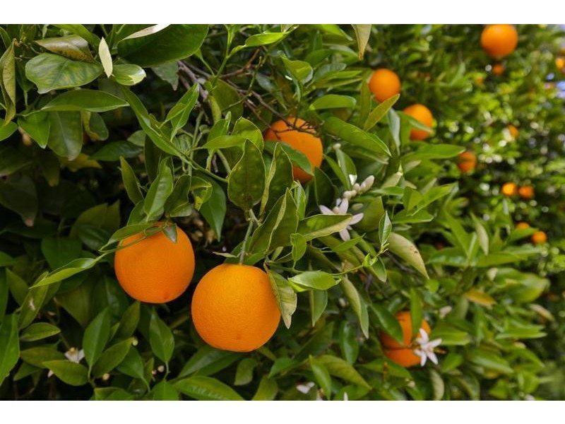 92 & 93 Gordon Avenue, Colignan VIC 3494