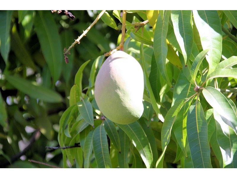 29a Coorong Avenue, Irymple VIC 3498