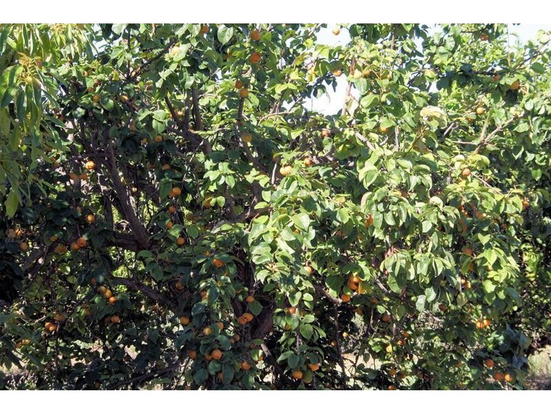 29a Coorong Avenue, Irymple VIC 3498