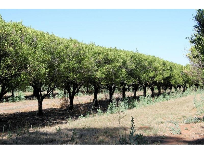 29a Coorong Avenue, Irymple VIC 3498