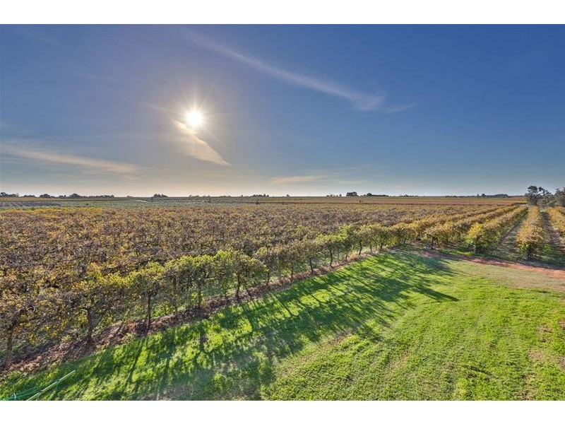 279 Gunya Road, Dareton NSW 2717