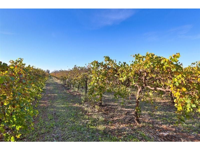 279 Gunya Road, Dareton NSW 2717