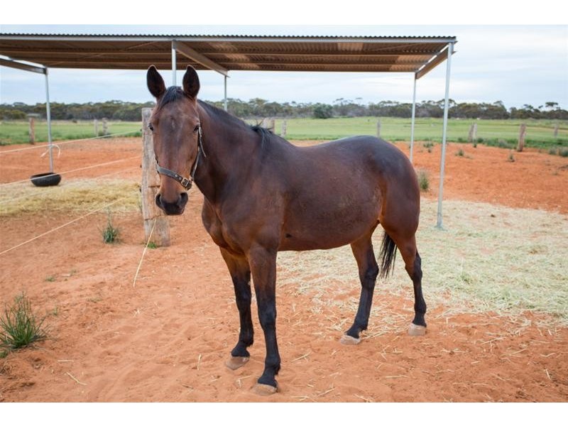 652 Pawson Avenue, Irymple VIC 3498