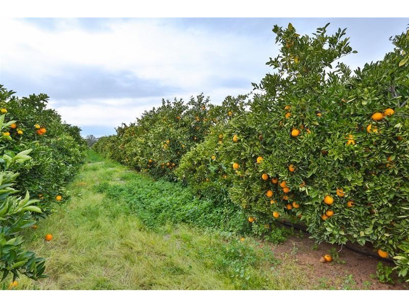 209 West Road, Buronga NSW 2739