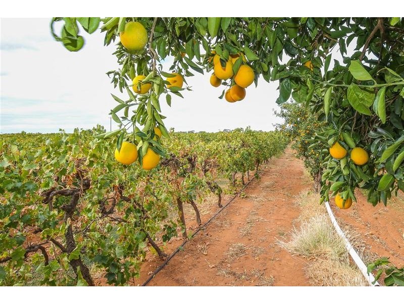 354 Gol Gol North Road, Gol Gol NSW 2738