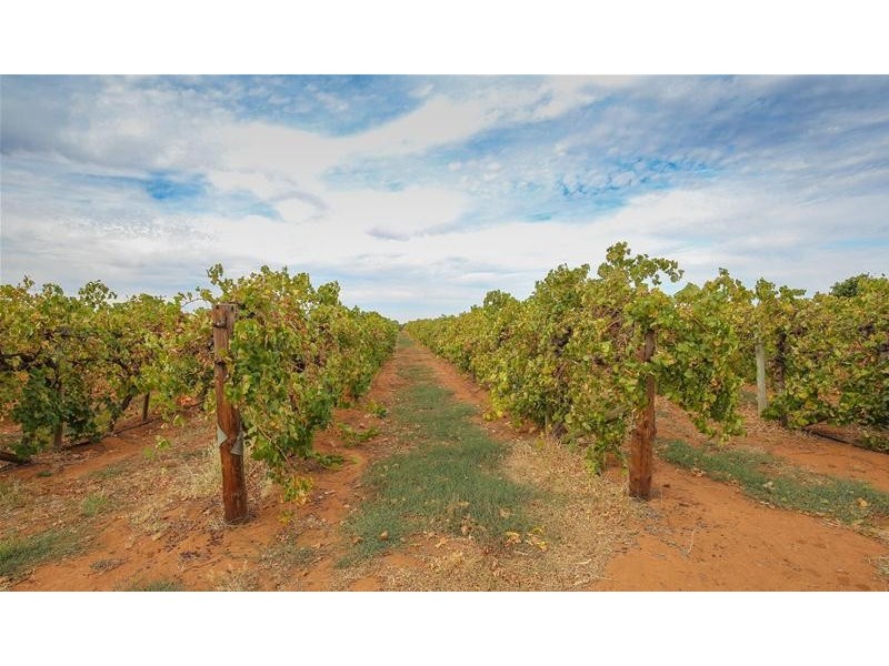 354 Gol Gol North Road, Gol Gol NSW 2738