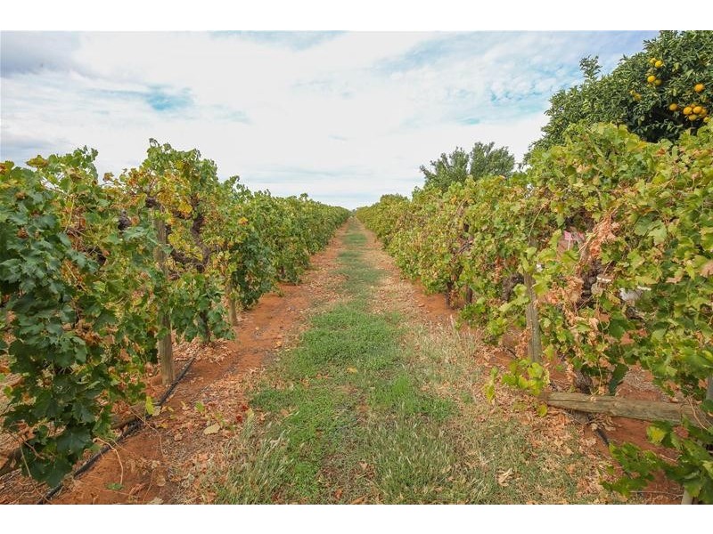 354 Gol Gol North Road, Gol Gol NSW 2738