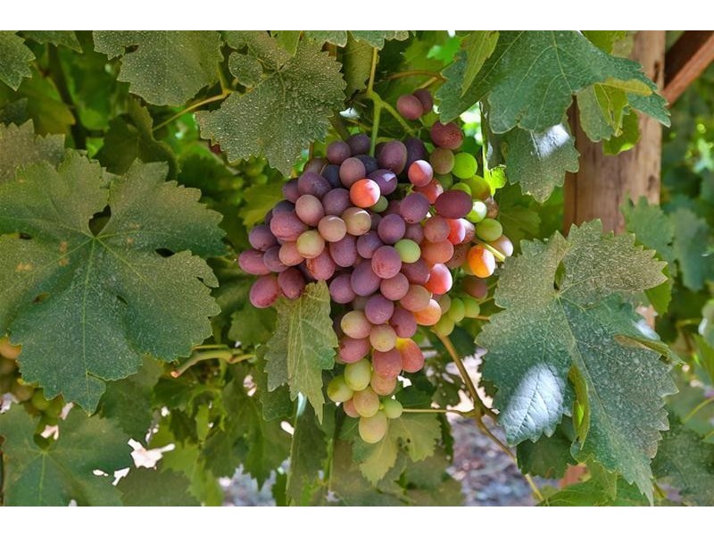 Blk 405 Euston Avenue, Cardross VIC 3496