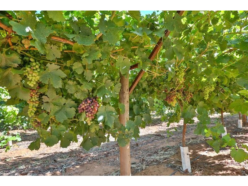 Blk 405 Euston Avenue, Cardross VIC 3496