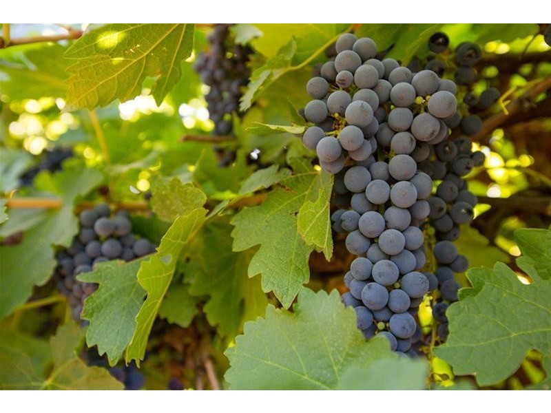 Blk 405 Euston Avenue, Cardross VIC 3496