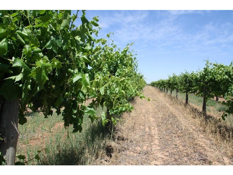 346 McEdward Street, Birdwoodton VIC 3505