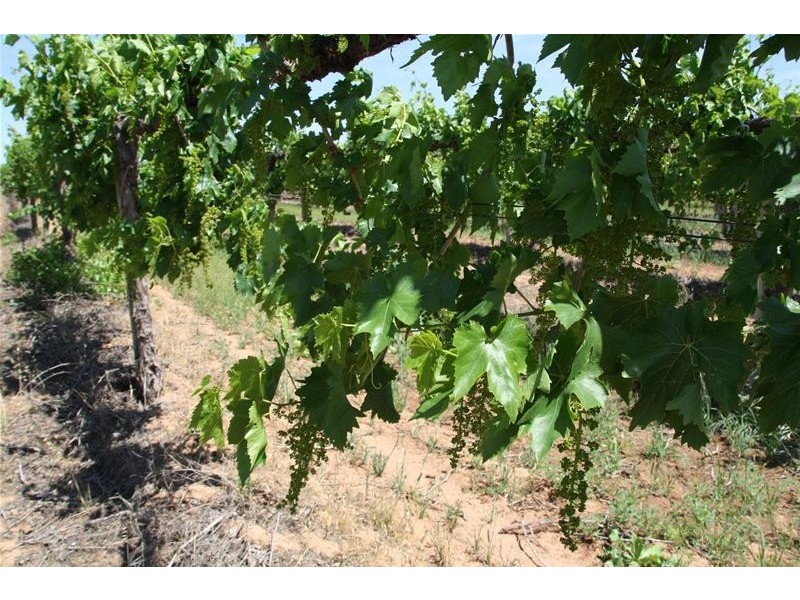 346 McEdward Street, Birdwoodton VIC 3505