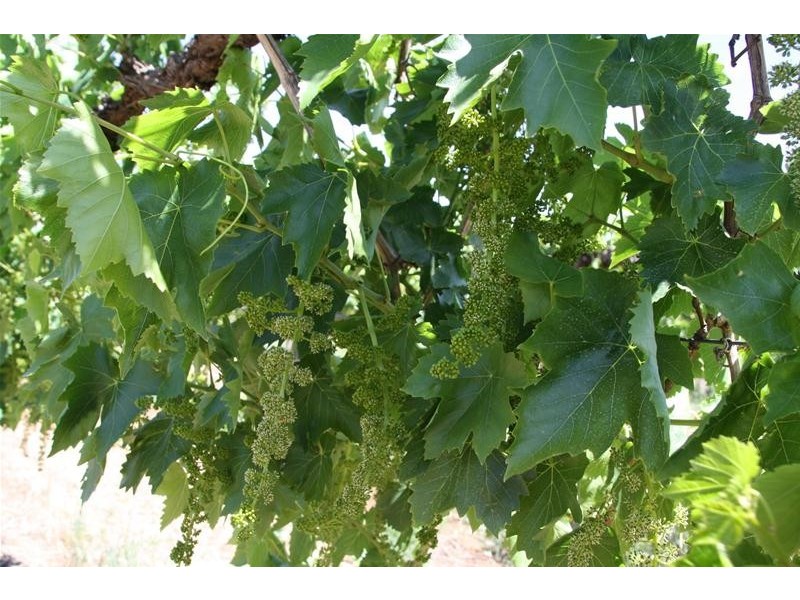 346 McEdward Street, Birdwoodton VIC 3505