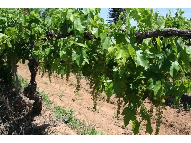 346 McEdward Street, Birdwoodton VIC 3505