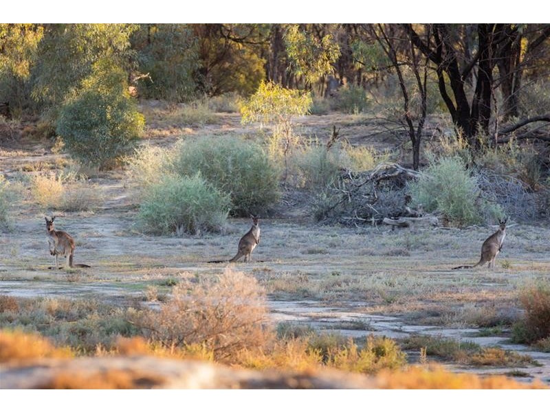 154 Ryan’s Road, Curlwaa NSW 2648