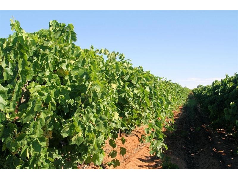 409 (Blk 526) Myall Street, Cardross VIC 3496