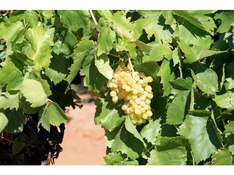 409 (Blk 526) Myall Street, Cardross VIC 3496