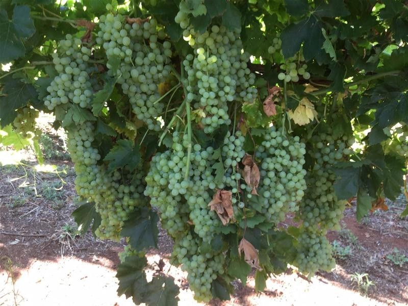 58 Dacelo Avenue, Red Cliffs VIC 3496