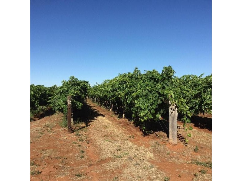 58 Dacelo Avenue, Red Cliffs VIC 3496