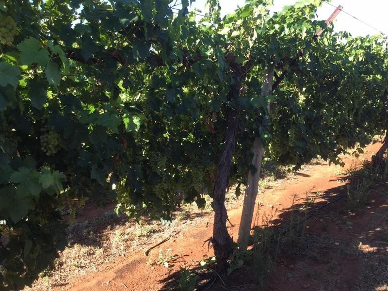 58 Dacelo Avenue, Red Cliffs VIC 3496