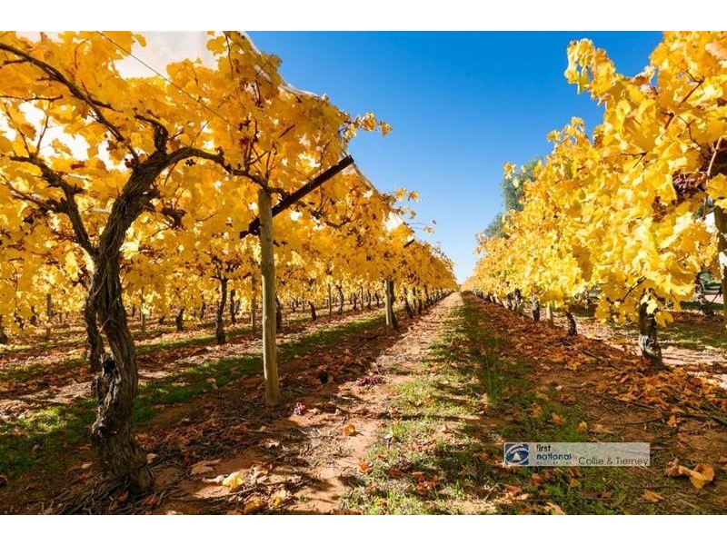 267 Dow Avenue, Irymple VIC 3498