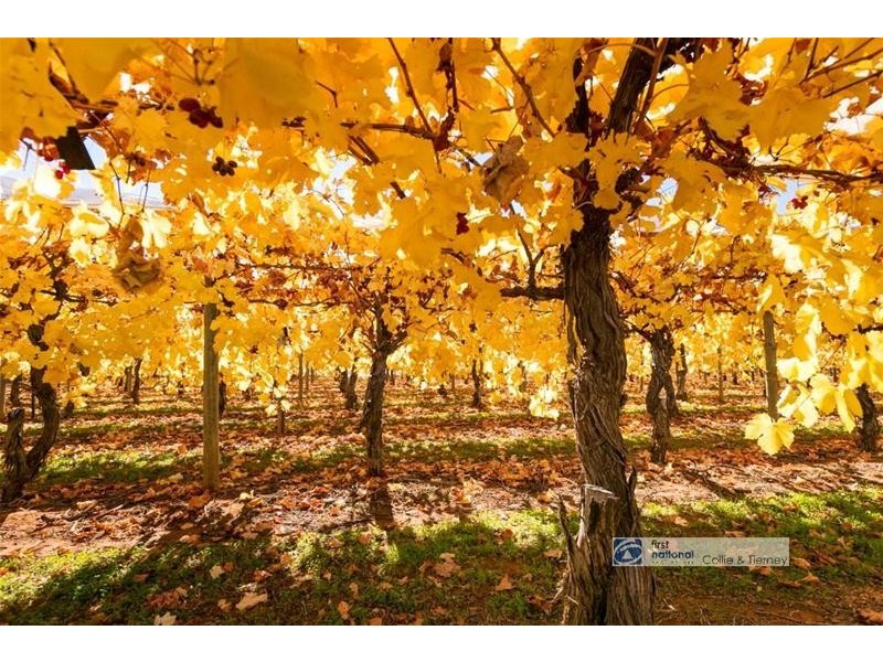 267 Dow Avenue, Irymple VIC 3498