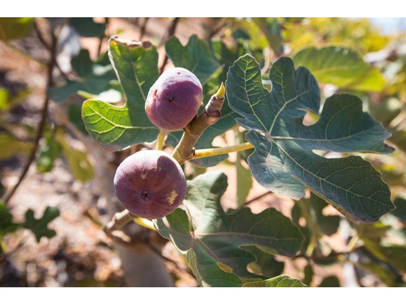 34 Monteleone Lane, Merbein South VIC 3505